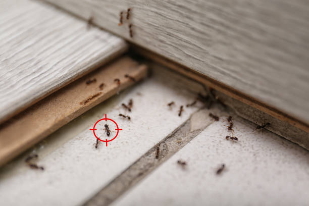 Best Commercial Pest Control Services  in Perth Amboy, NJ