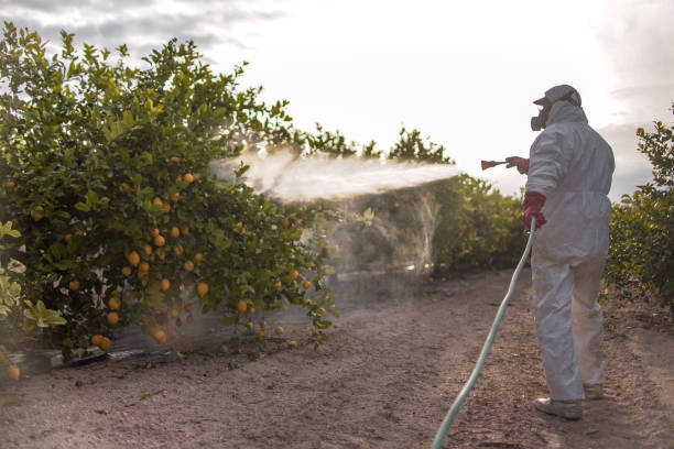 Best Affordable Pest Control Services  in Perth Amboy, NJ