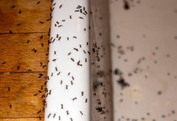 Wasp Removal Services in Perth Amboy, NJ