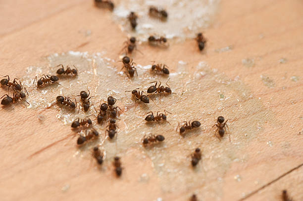 Best Pest Prevention Services  in Perth Amboy, NJ