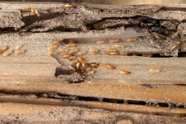 Pest Control for Restaurants in Perth Amboy, NJ