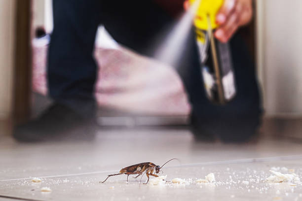 Best Spider Control Near Me  in Perth Amboy, NJ