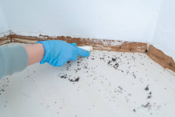 Trusted Perth Amboy, NJ Pest Control Experts
