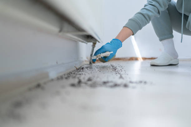 Best Local Pest Control Services  in Perth Amboy, NJ